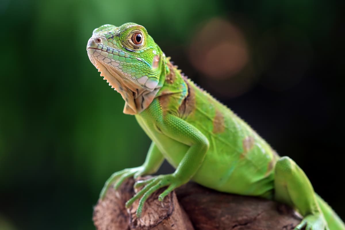 Gli Animali Esotici: Tra Fascino, Responsabilità e Conservazione