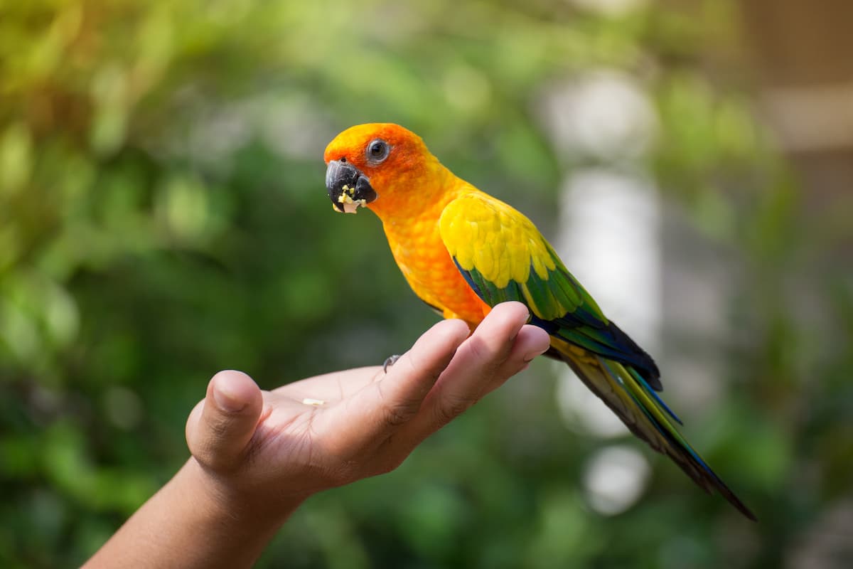 Il Settore dei Cibi per Animali: Un Mercato in Crescita con il Tocco del Made in Italy