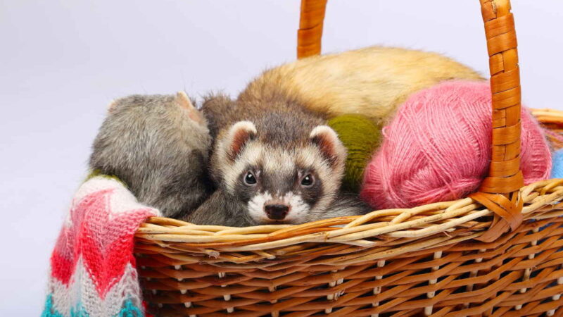 Crocchette per il Furetto: Perché Scegliere il Cibo Italiano di Qualità