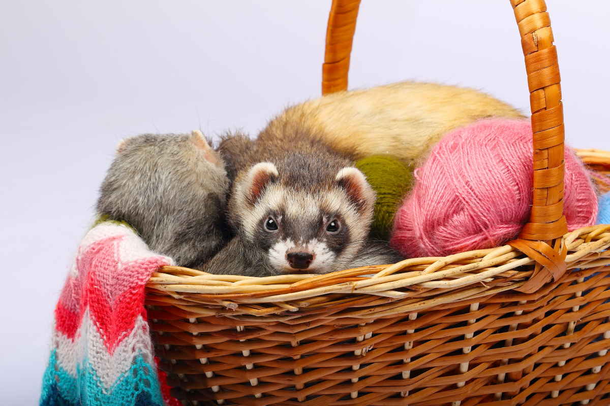Crocchette per il Furetto: Perché Scegliere il Cibo Italiano di Qualità