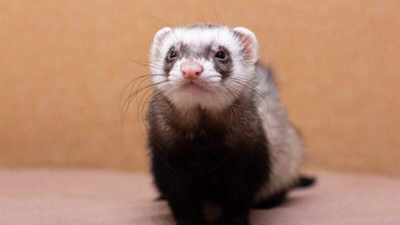 Scheda Dettagliata sul Furetto (Mustela putorius furo)