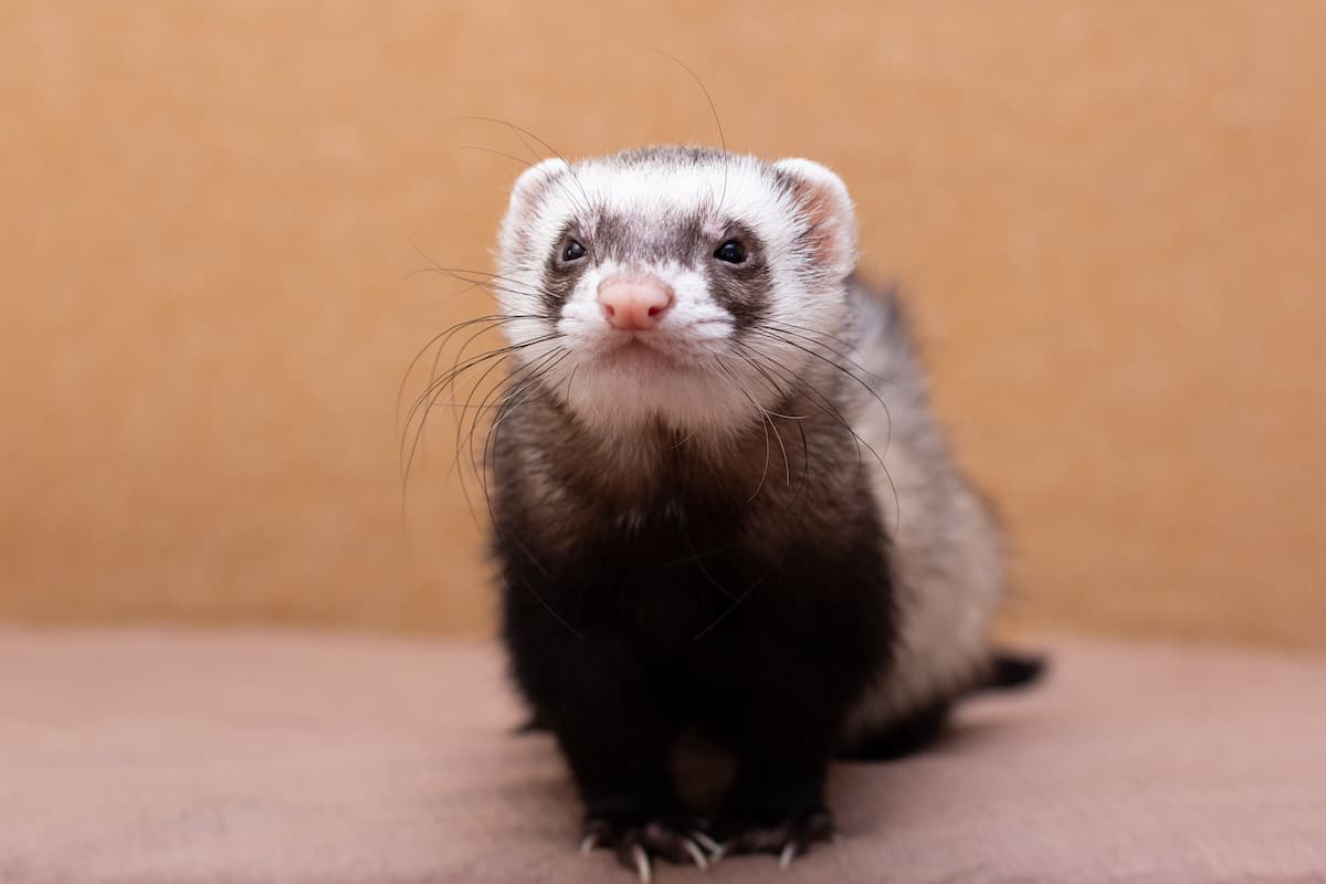 Scheda Dettagliata sul Furetto (Mustela putorius furo)